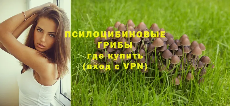 Псилоцибиновые грибы Psilocybe  Багратионовск 